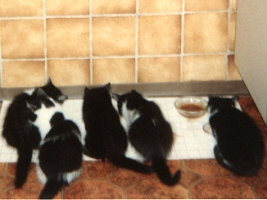 Katze