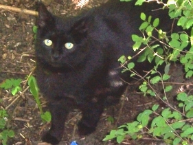 Katze Nima beu uns im Garten