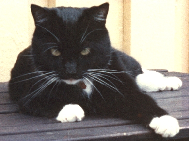 Ninjo, der Kater vom Bauernhof